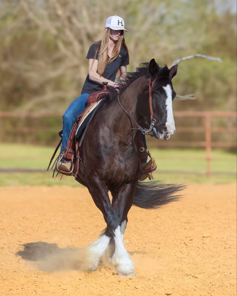 American Quater Horse