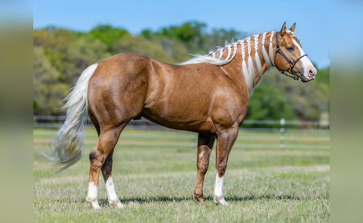 Foal In Utero