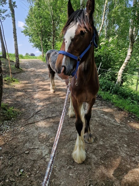  Shire Horse Mare