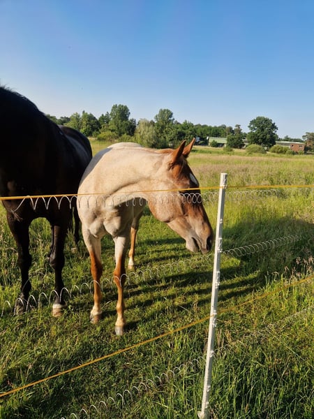 Red roan Quarter Horse