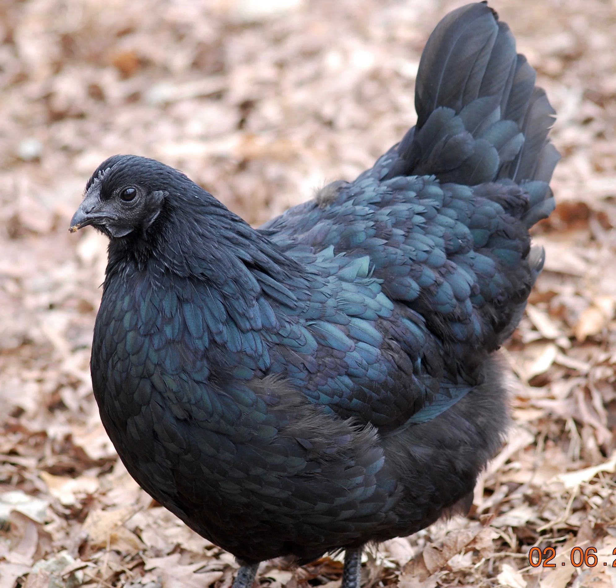Ayam Cemani Hen