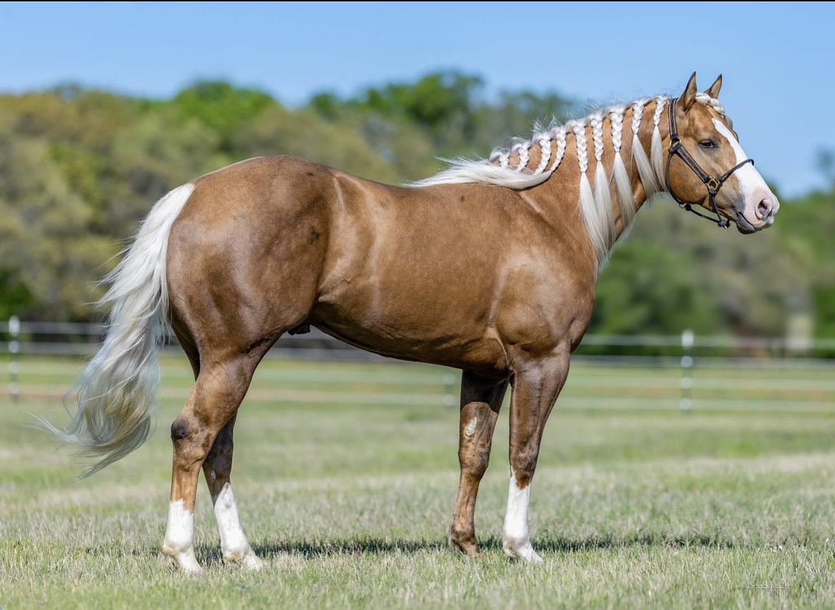 Foal In Utero