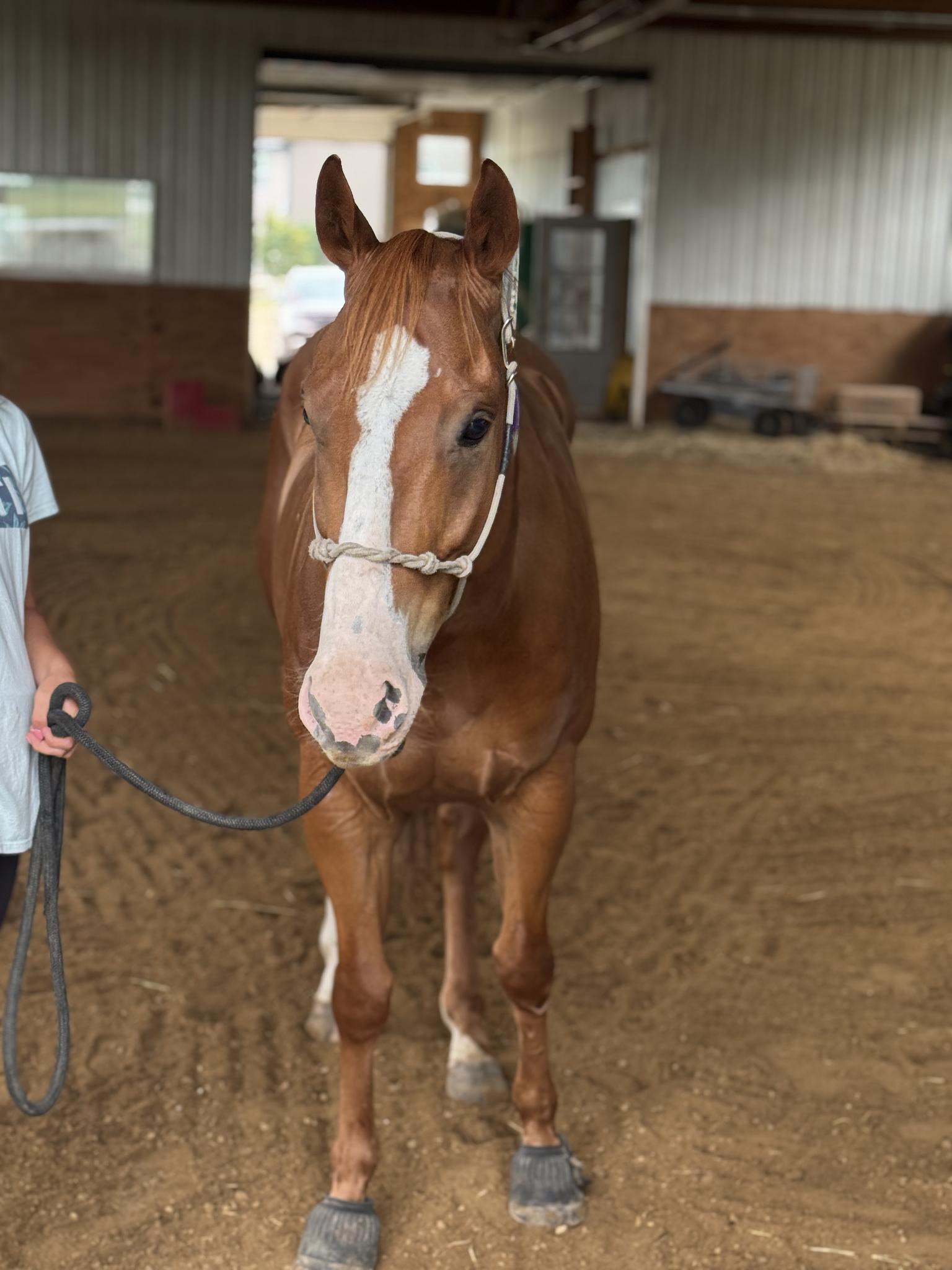 Tomcat Barrel Horse 