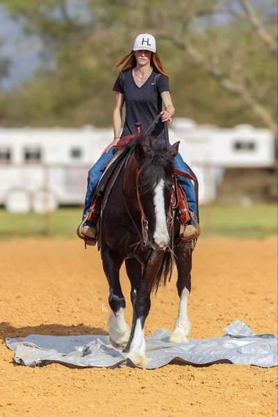 American Quater Horse
