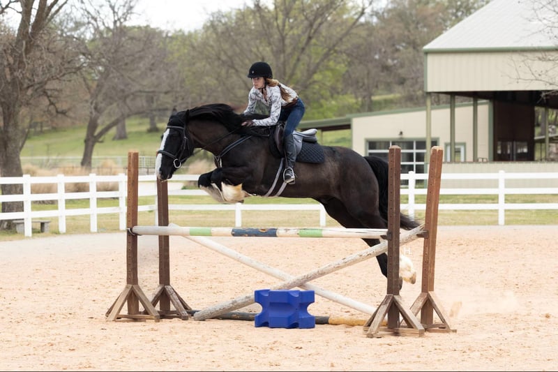 American Quater Horse
