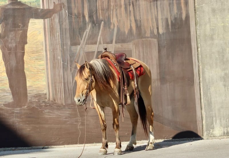 Fjord Horses (Elmer )