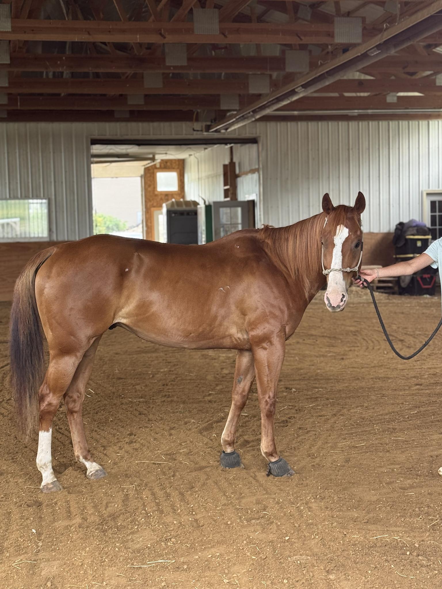 Tomcat Barrel Horse 