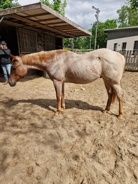 Red roan Quarter Horse