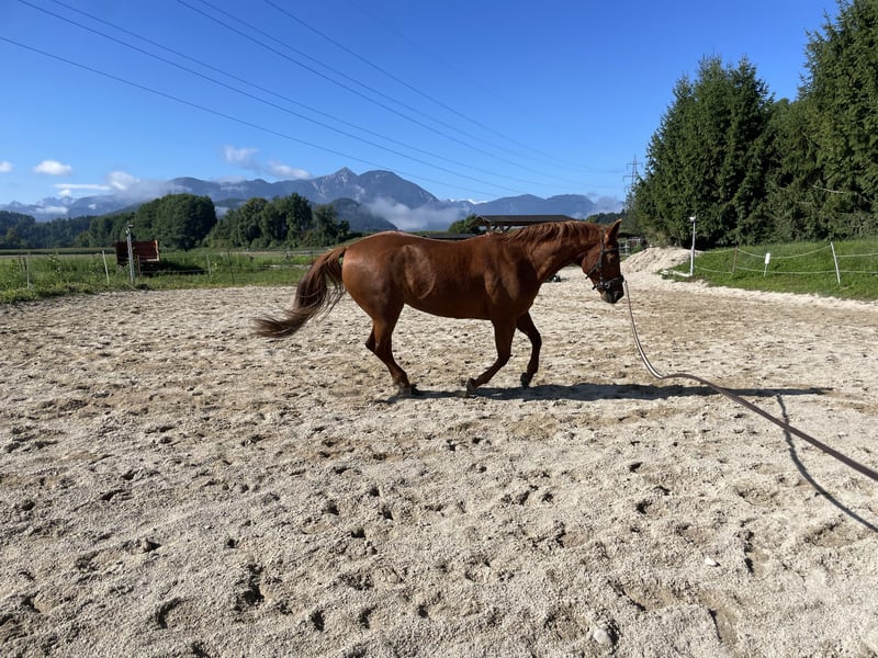 Quater Horse 