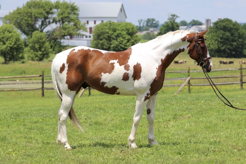 Sorrel Paint Gelding( Django )