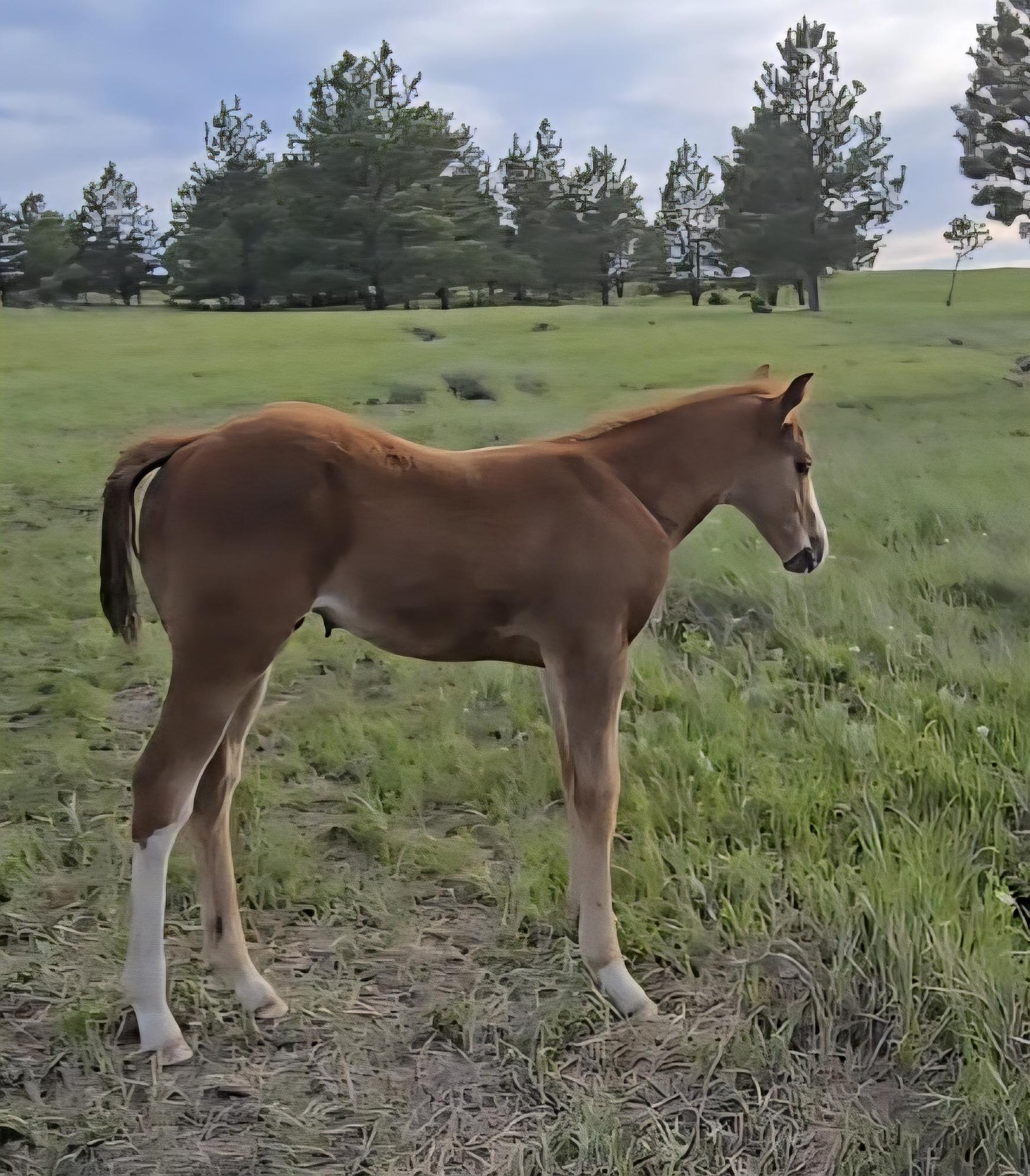 Quarter Horse
