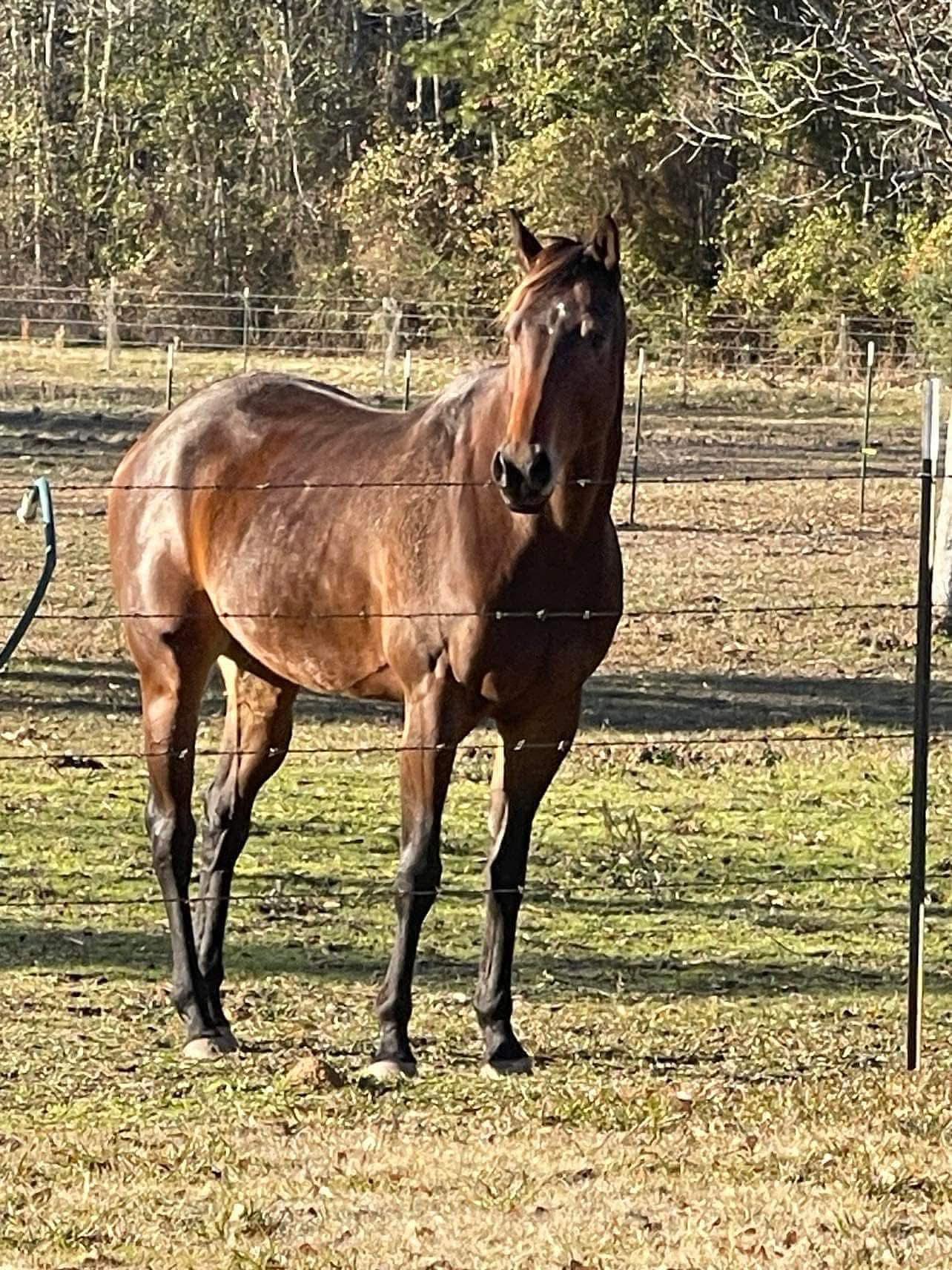 Foal In Utero