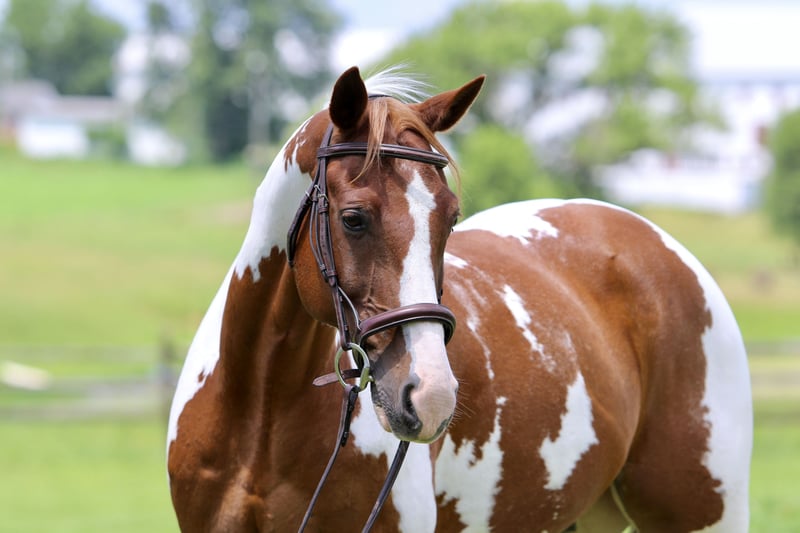 Sorrel Paint Gelding( Django )
