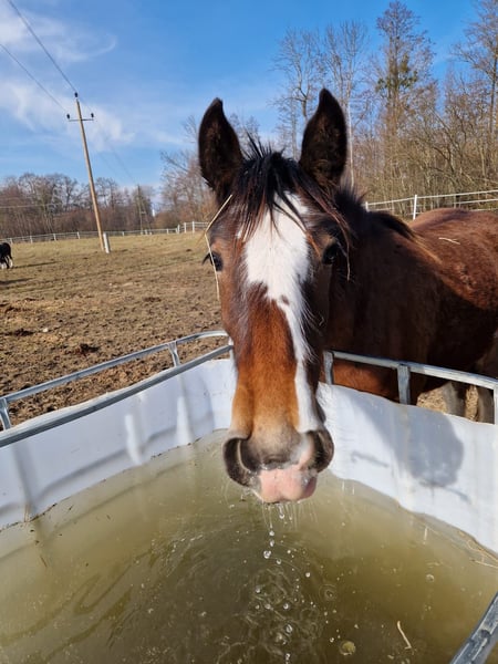  Shire Horse Mare