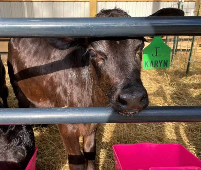 Custom Cattle Ear Tag (Standard/Large Size)