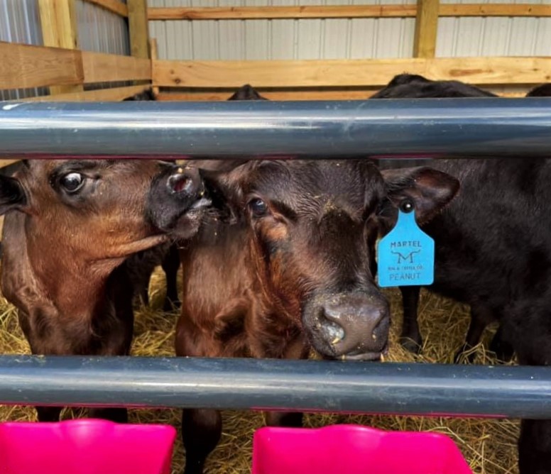 Custom Cattle Ear Tag (Standard/Large Size)