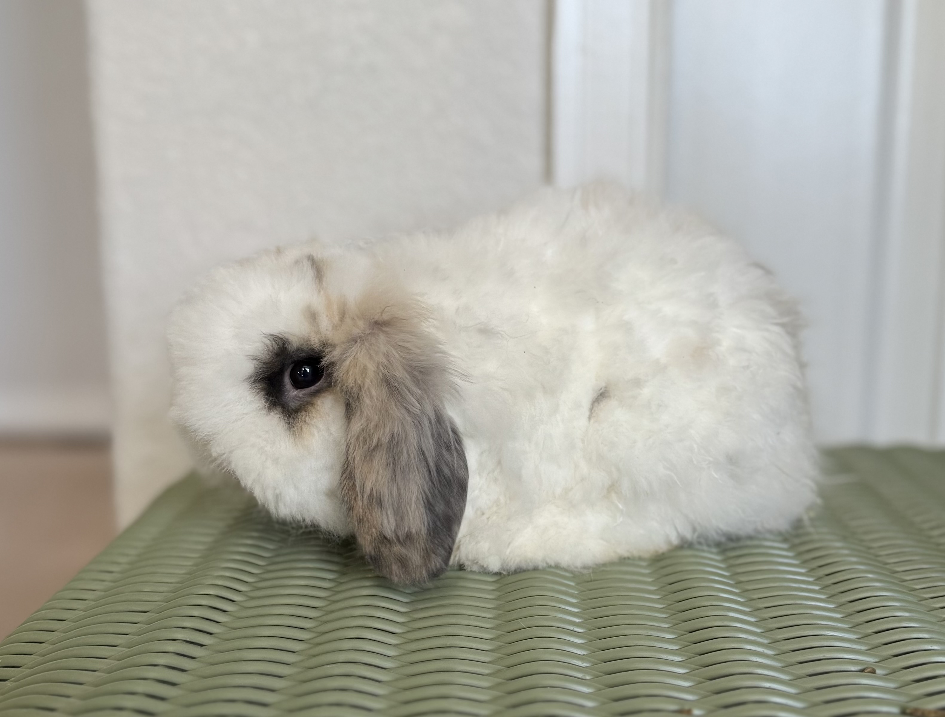 Tri Charlie - Fuzzy Holland