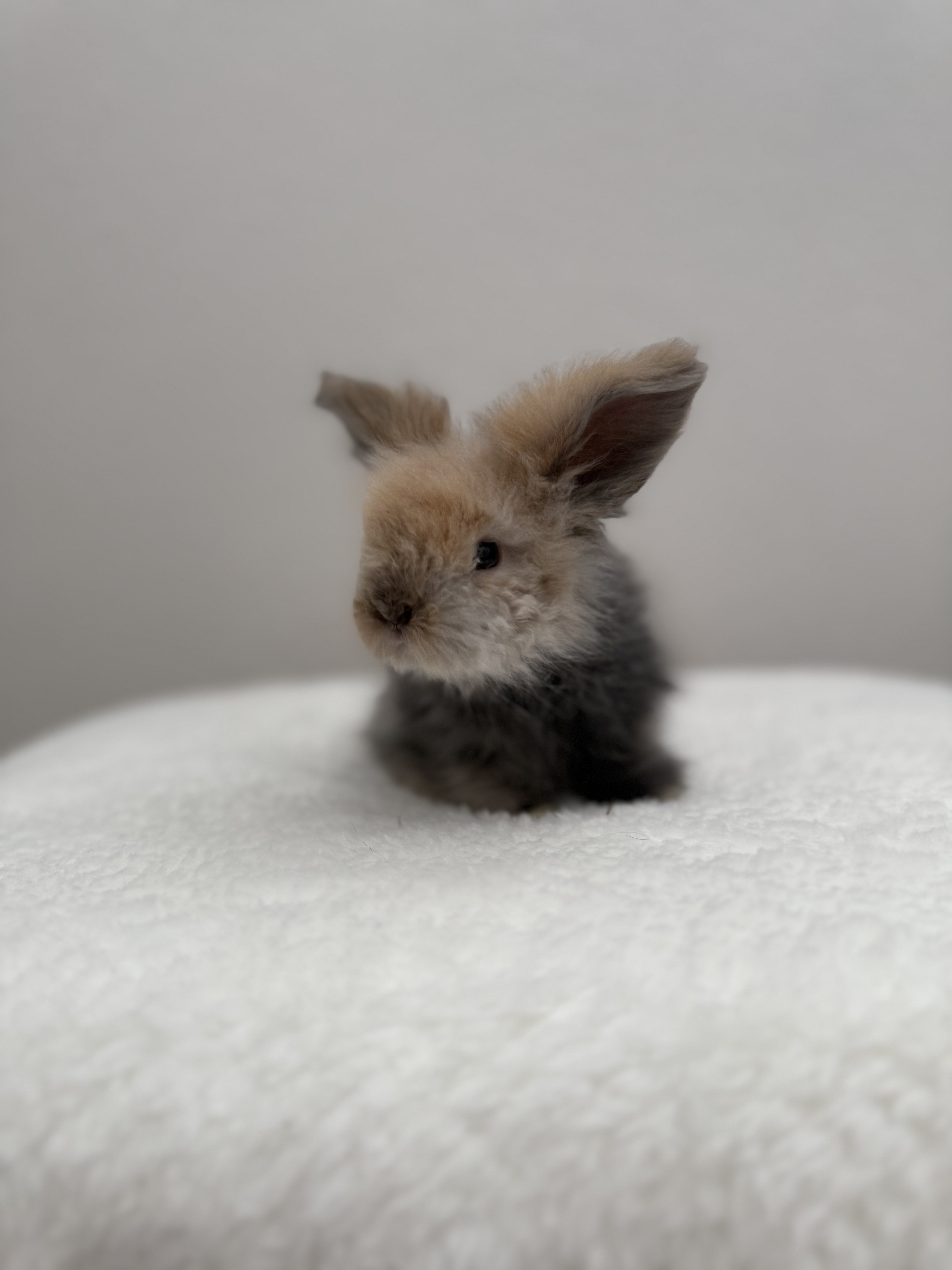 European Teddywidder