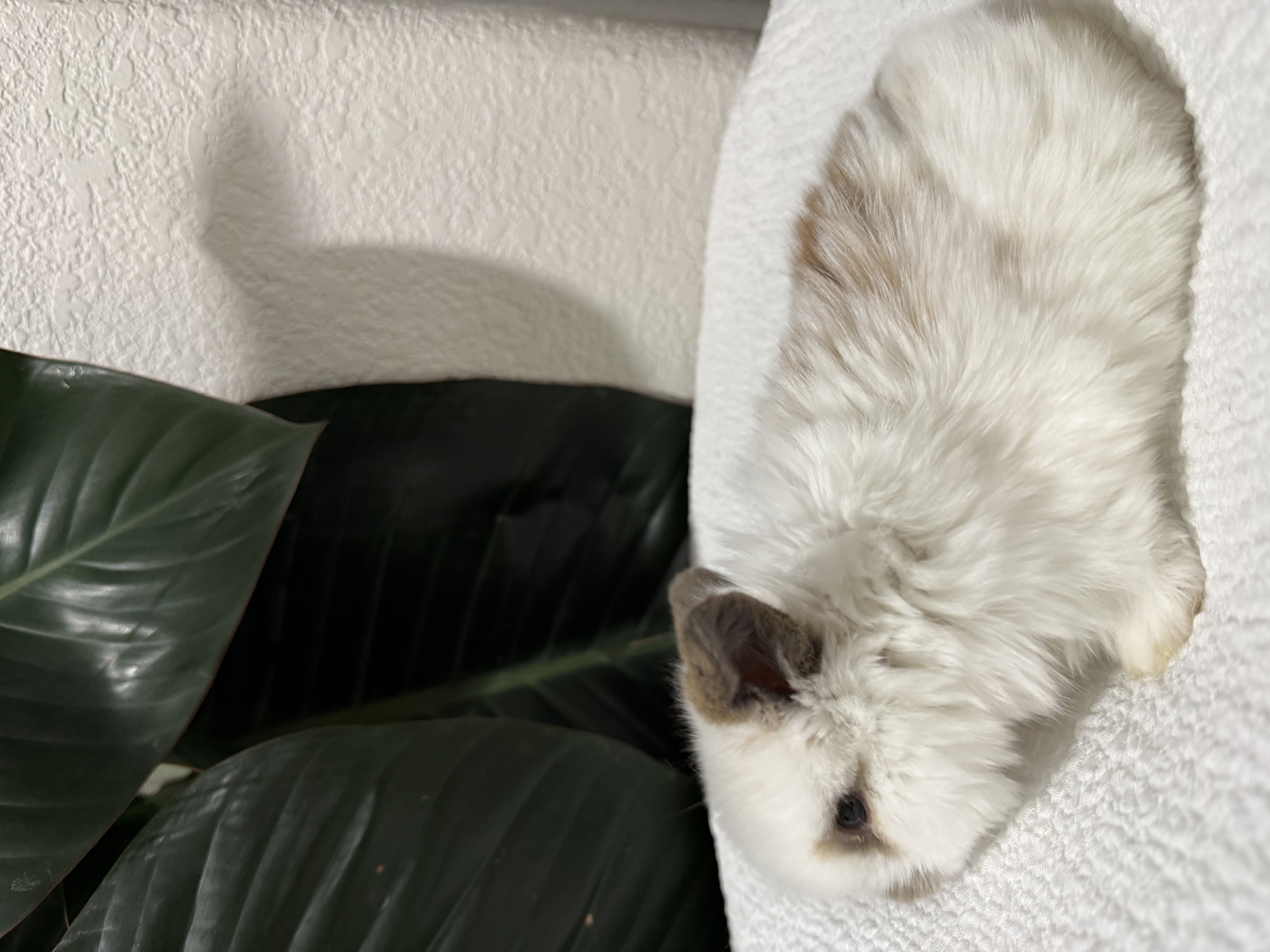 Charlie Tort Holland Lop