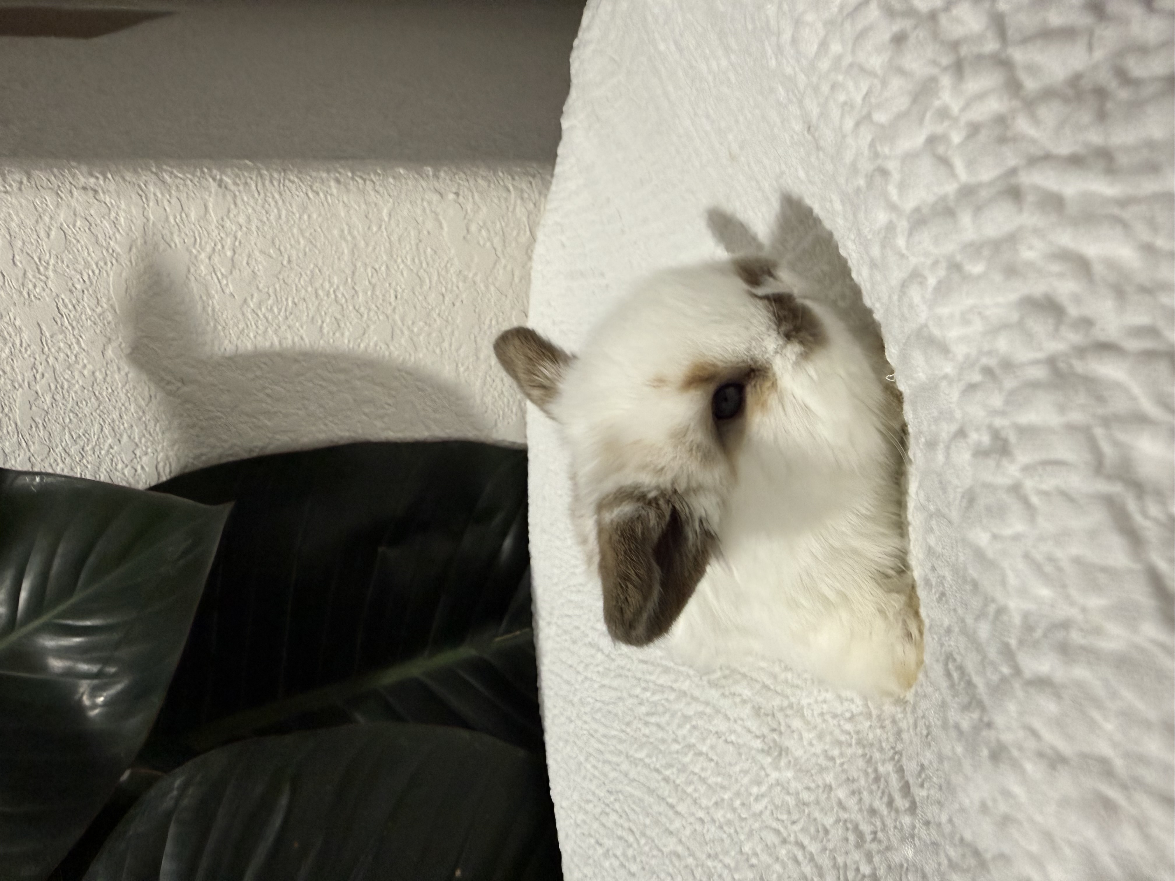 Charlie Tort Holland Lop