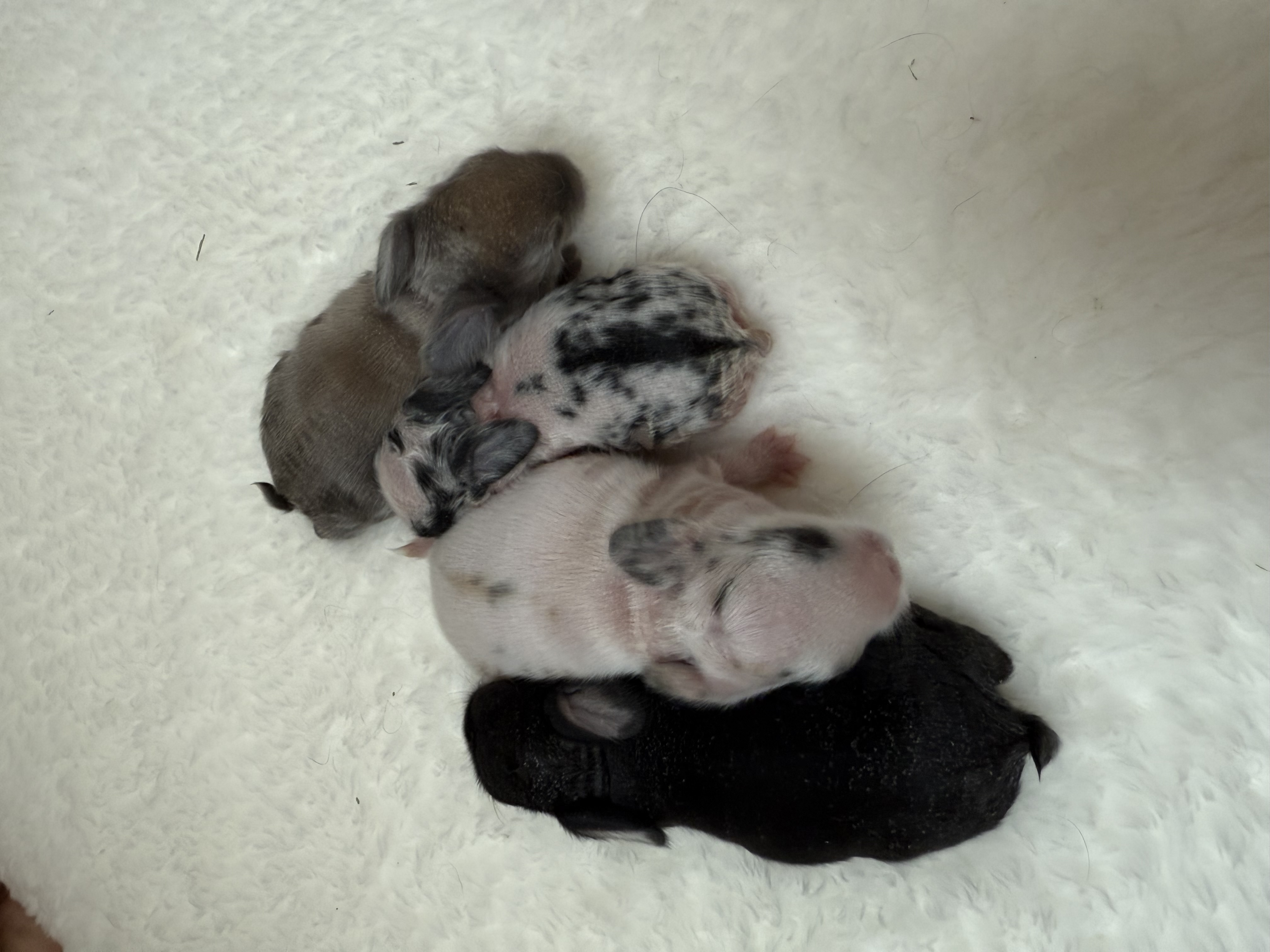Tri Charlie - Fuzzy Holland