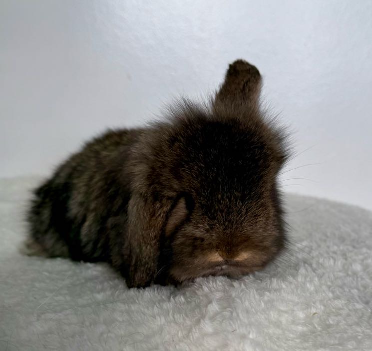 Chestnut Doe - Fuzzy Holland