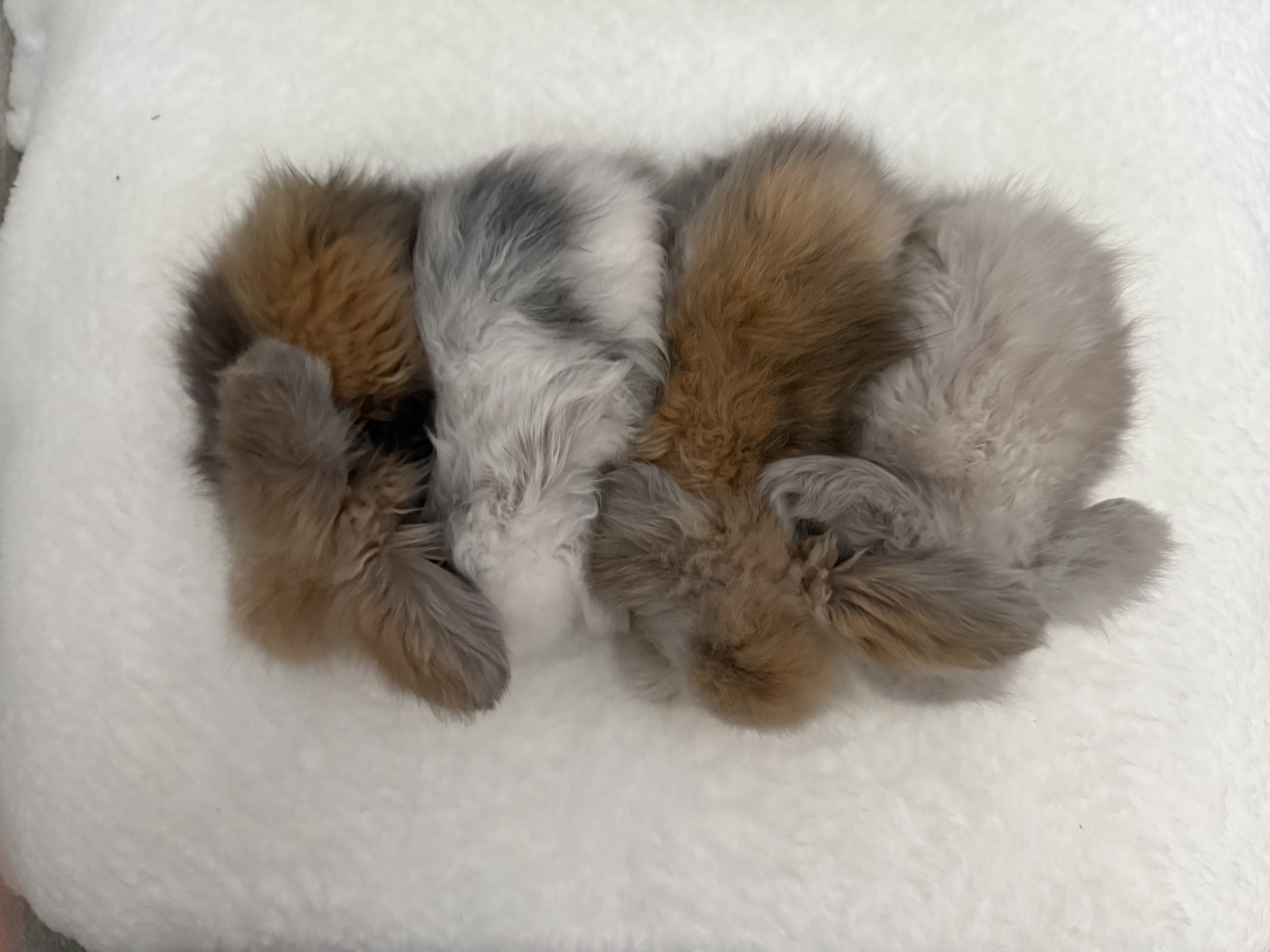 European Teddywidder