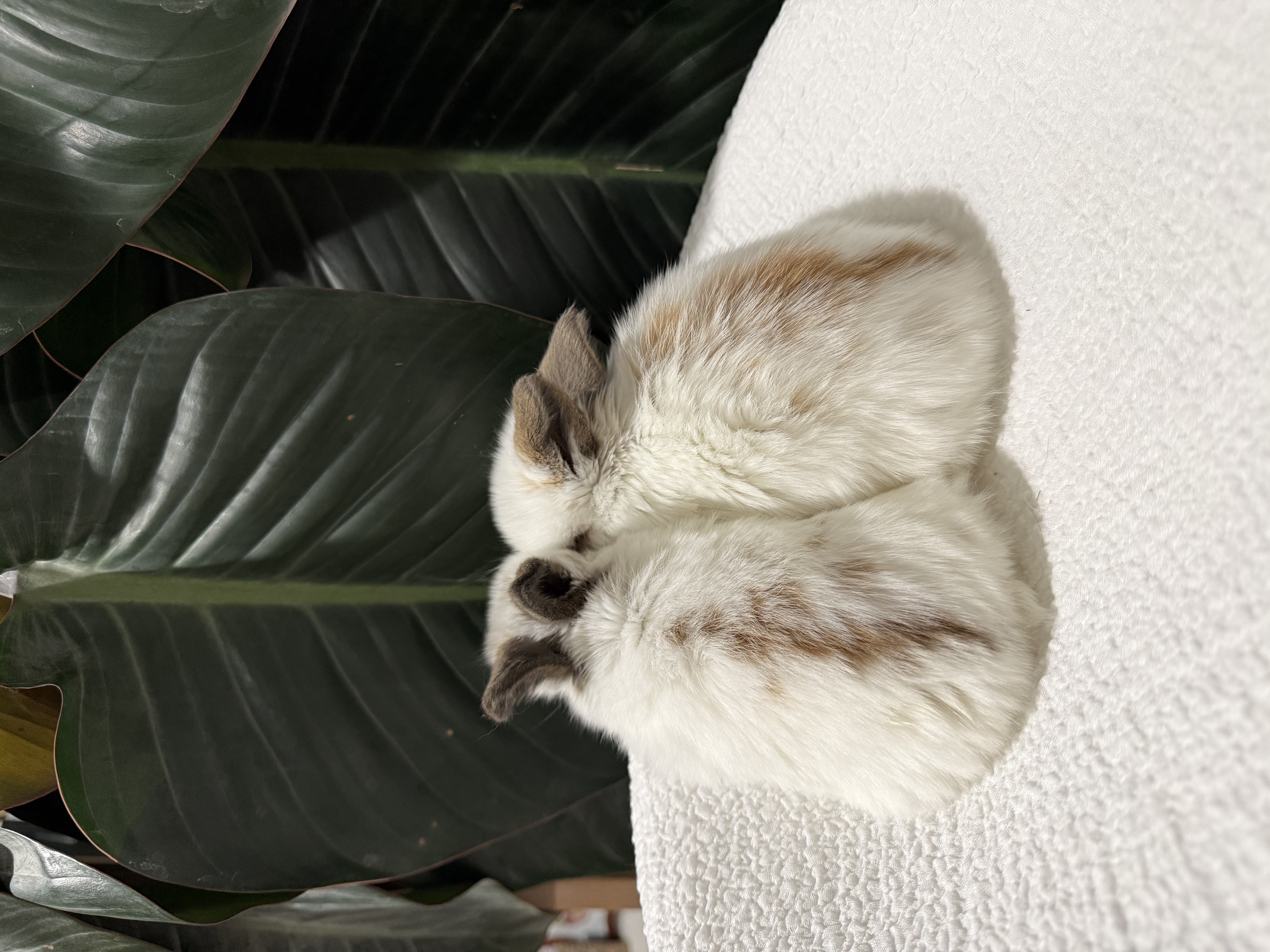 Charlie Tort Holland Lop