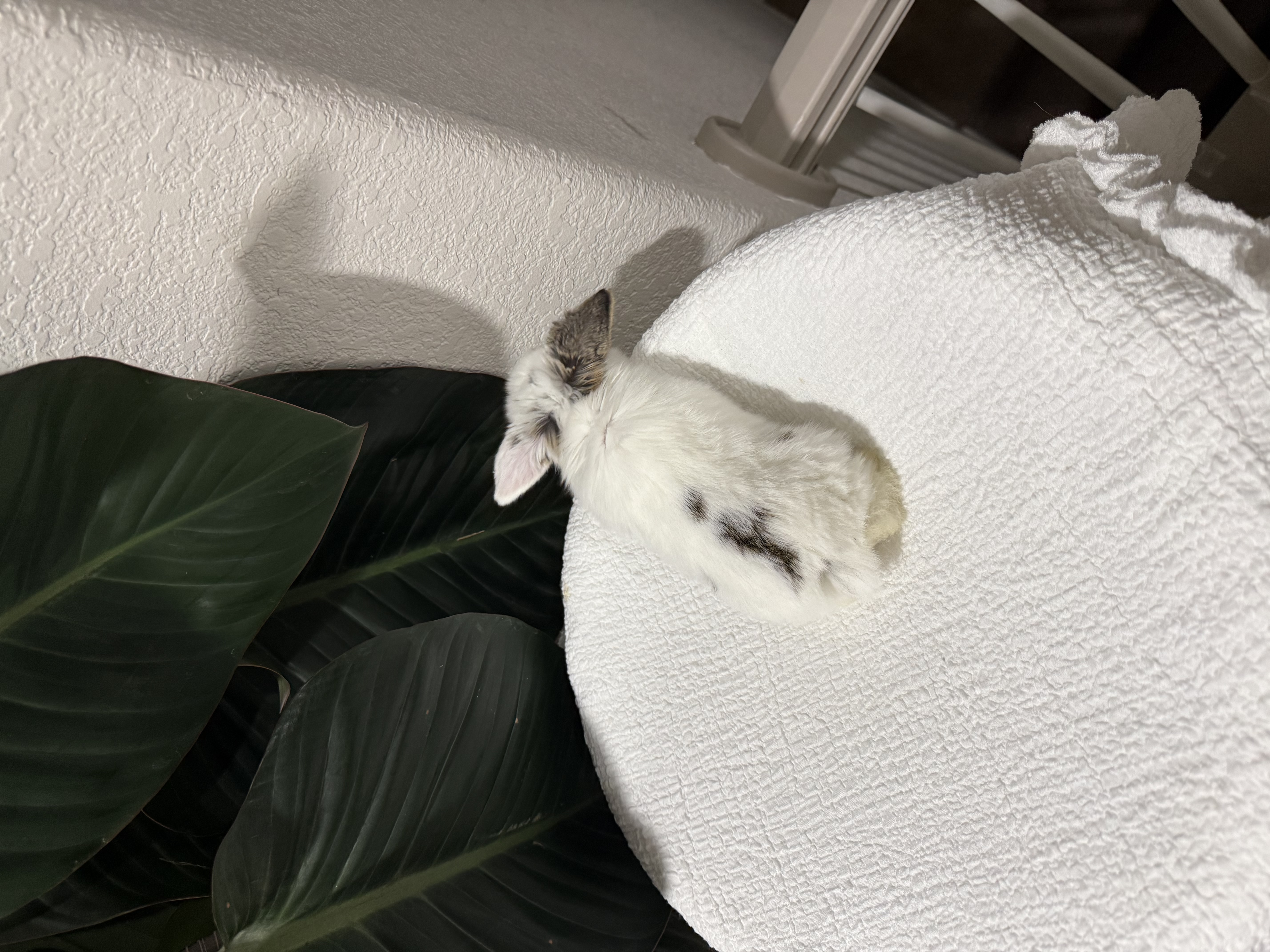 Charlie Chestnut Holland Lop