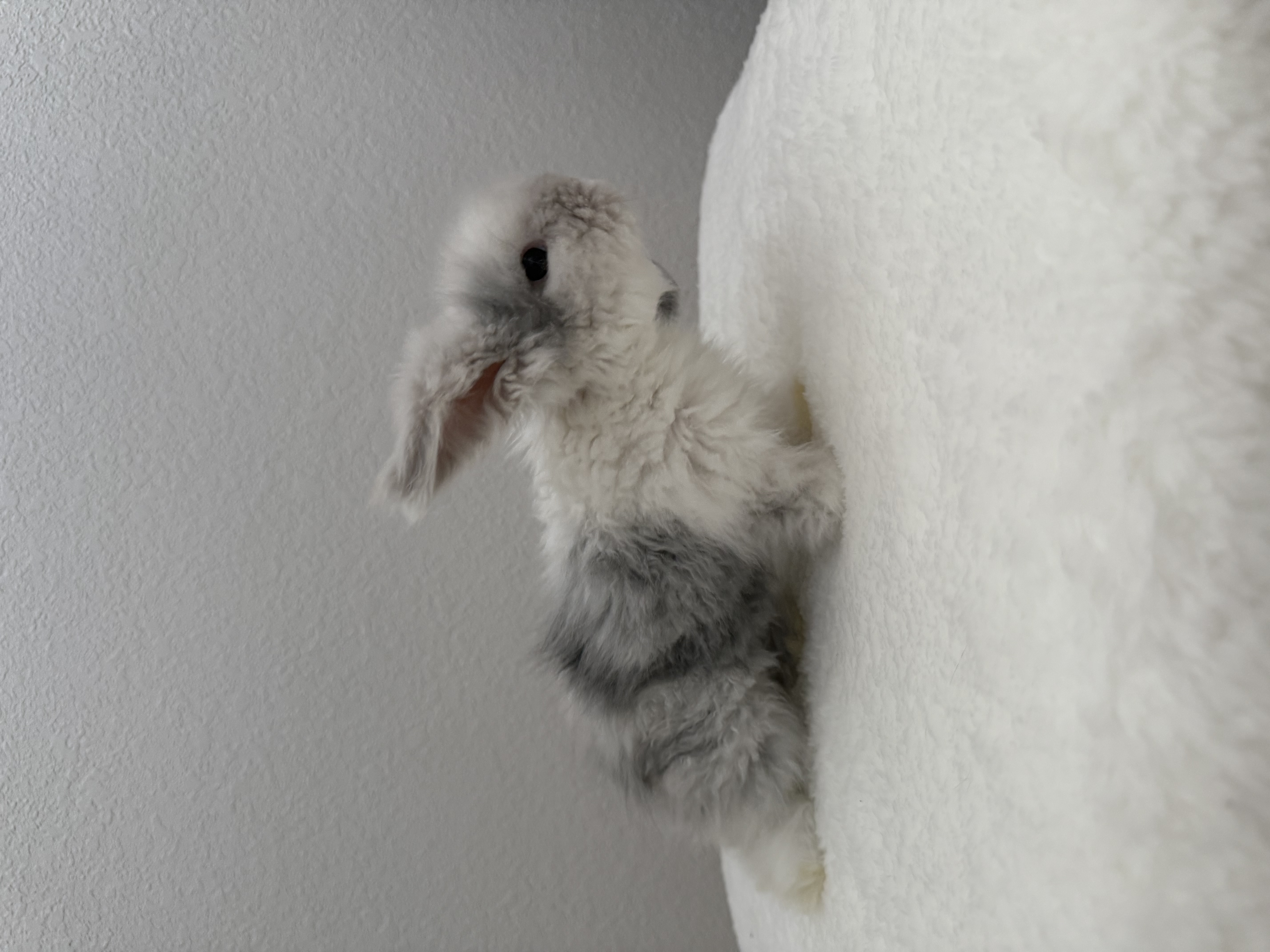 European Teddywidder