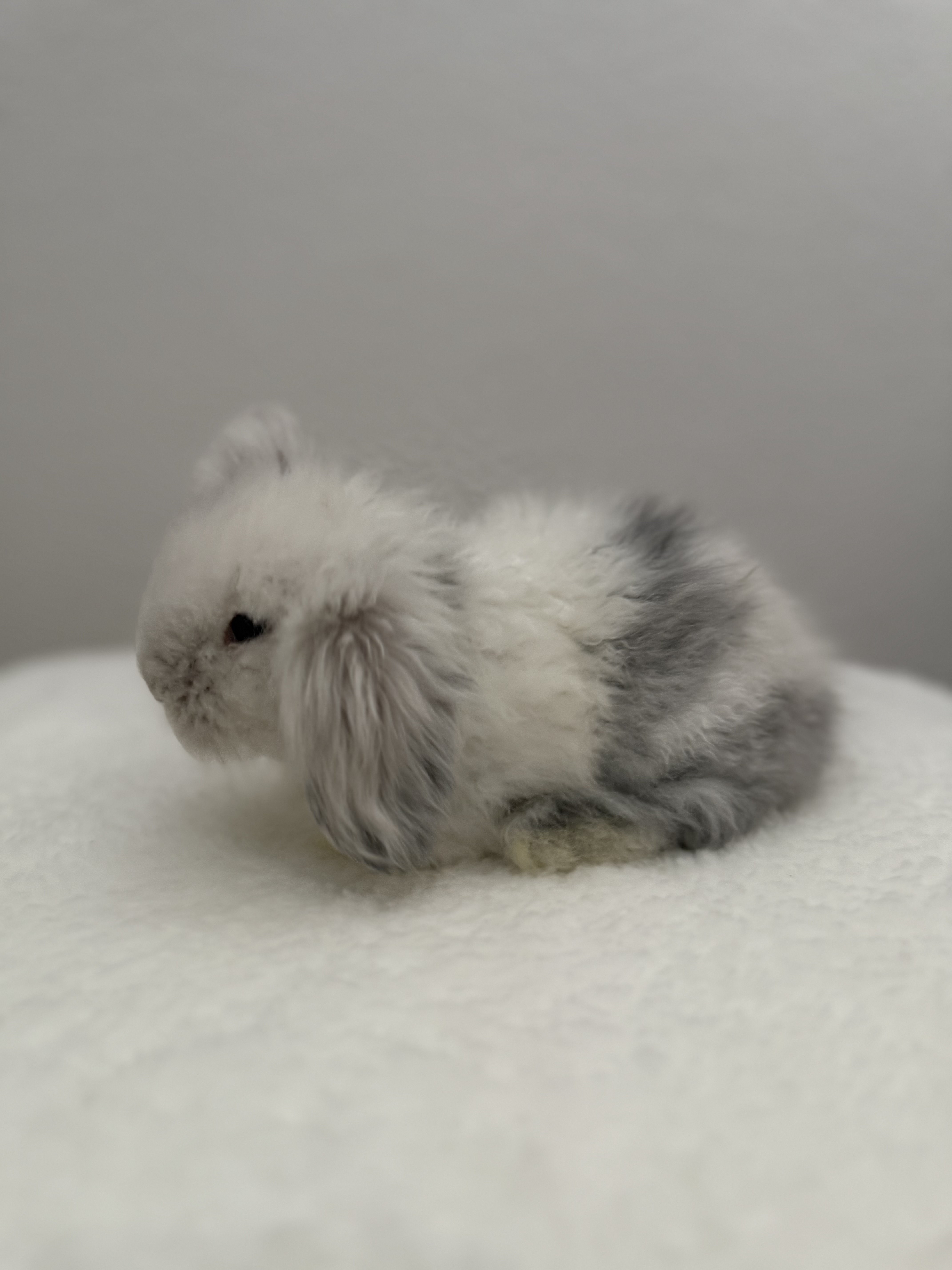 European Teddywidder
