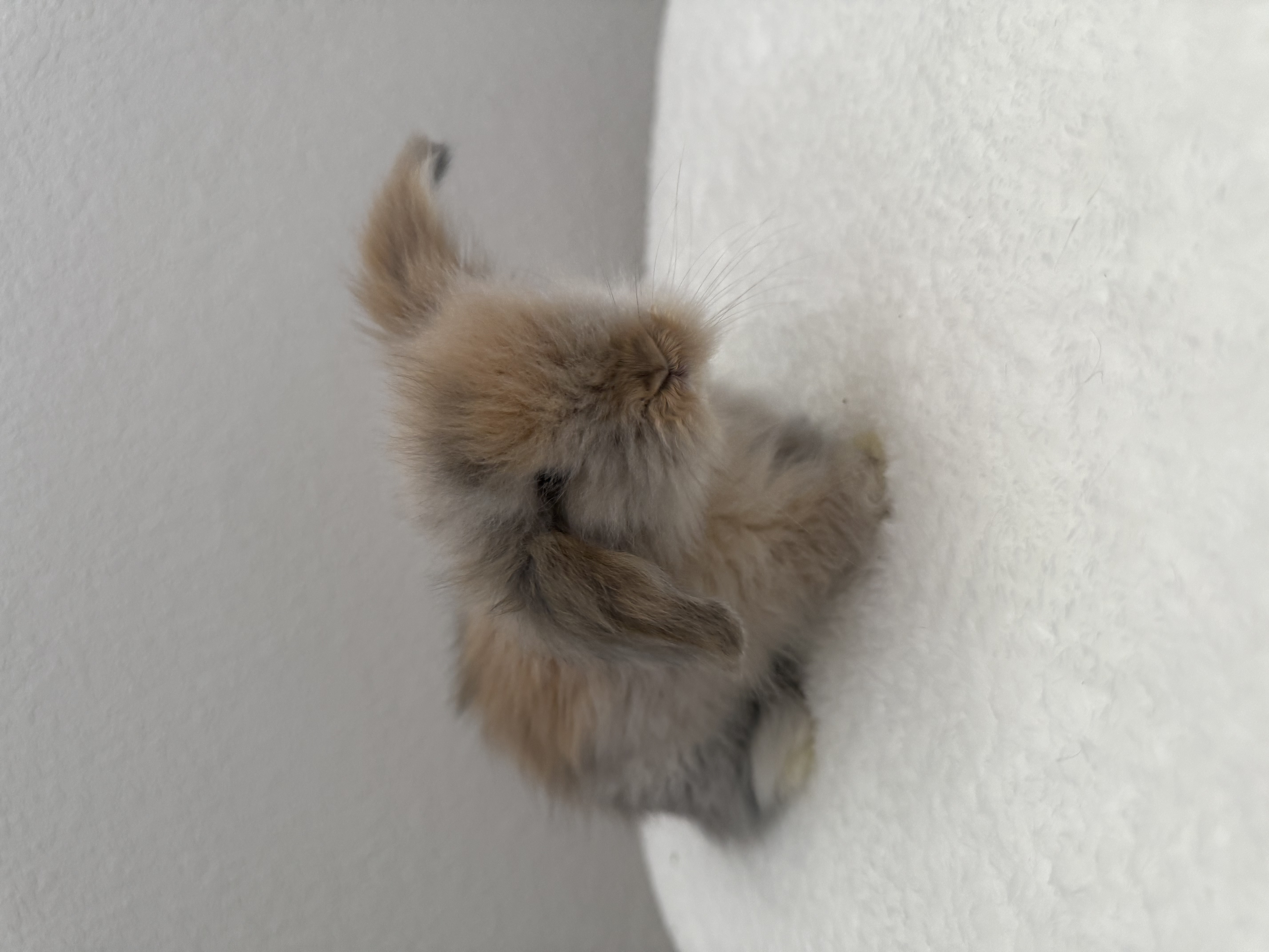European Teddywidder