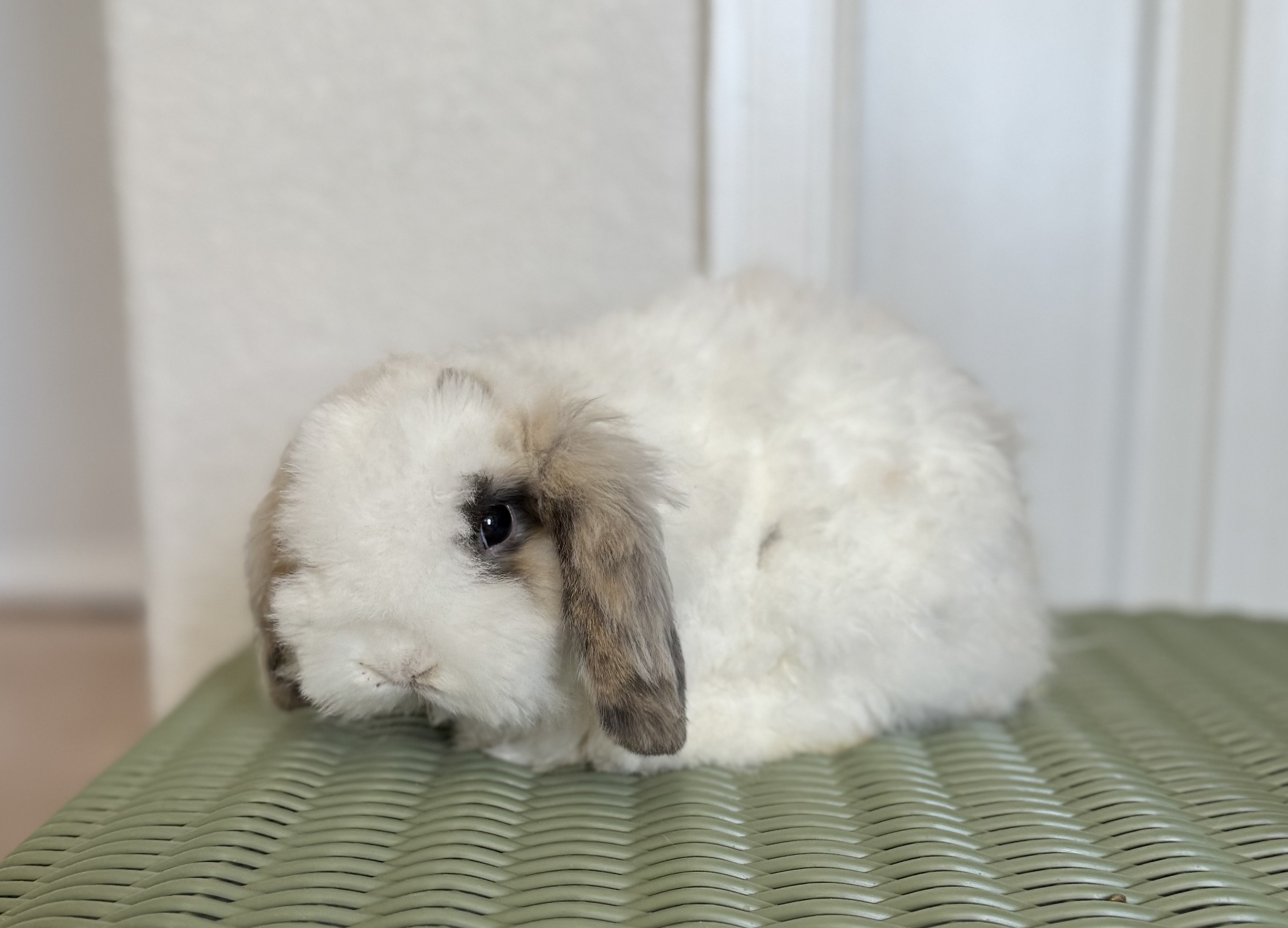 Tri Charlie - Fuzzy Holland