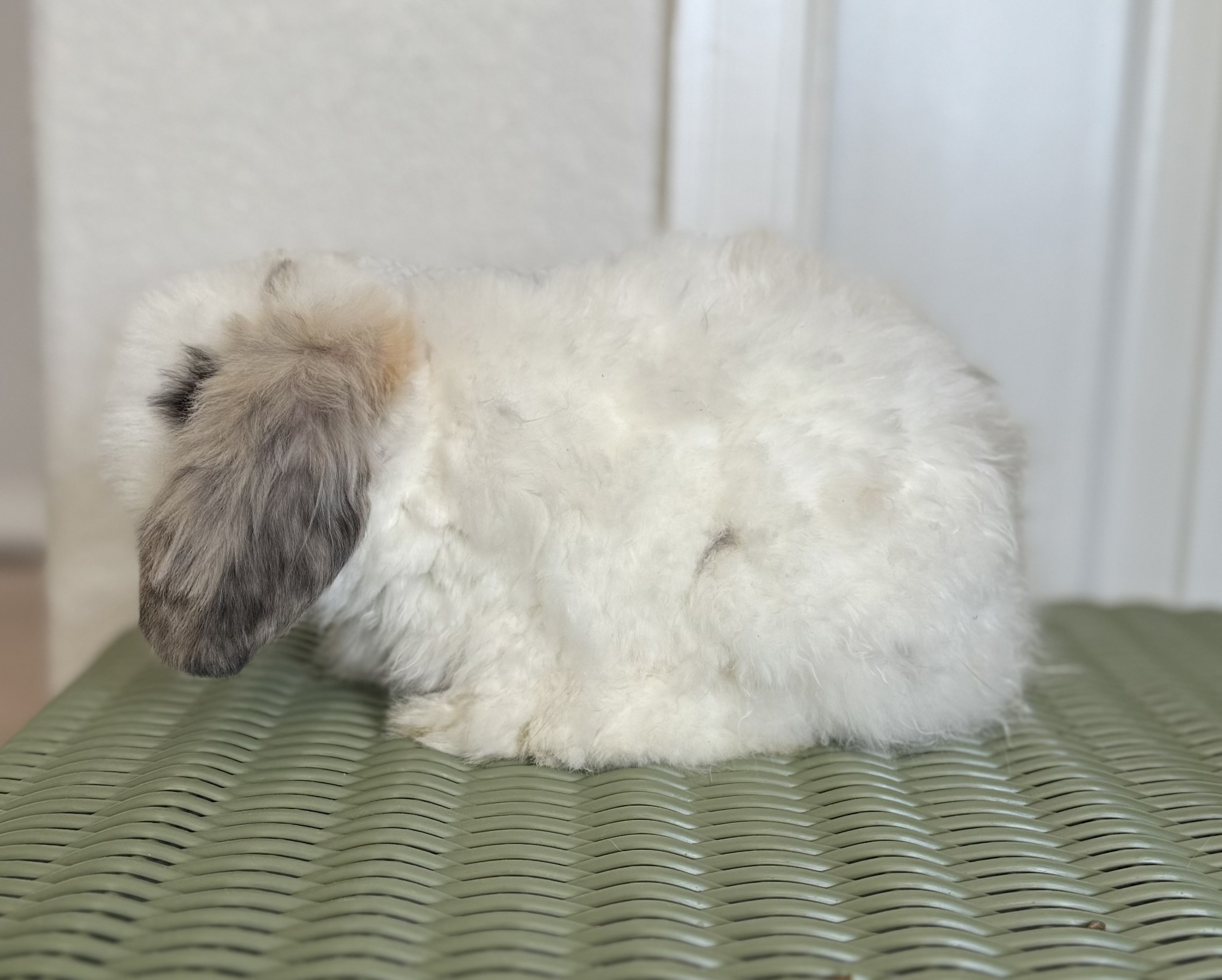 Tri Charlie - Fuzzy Holland