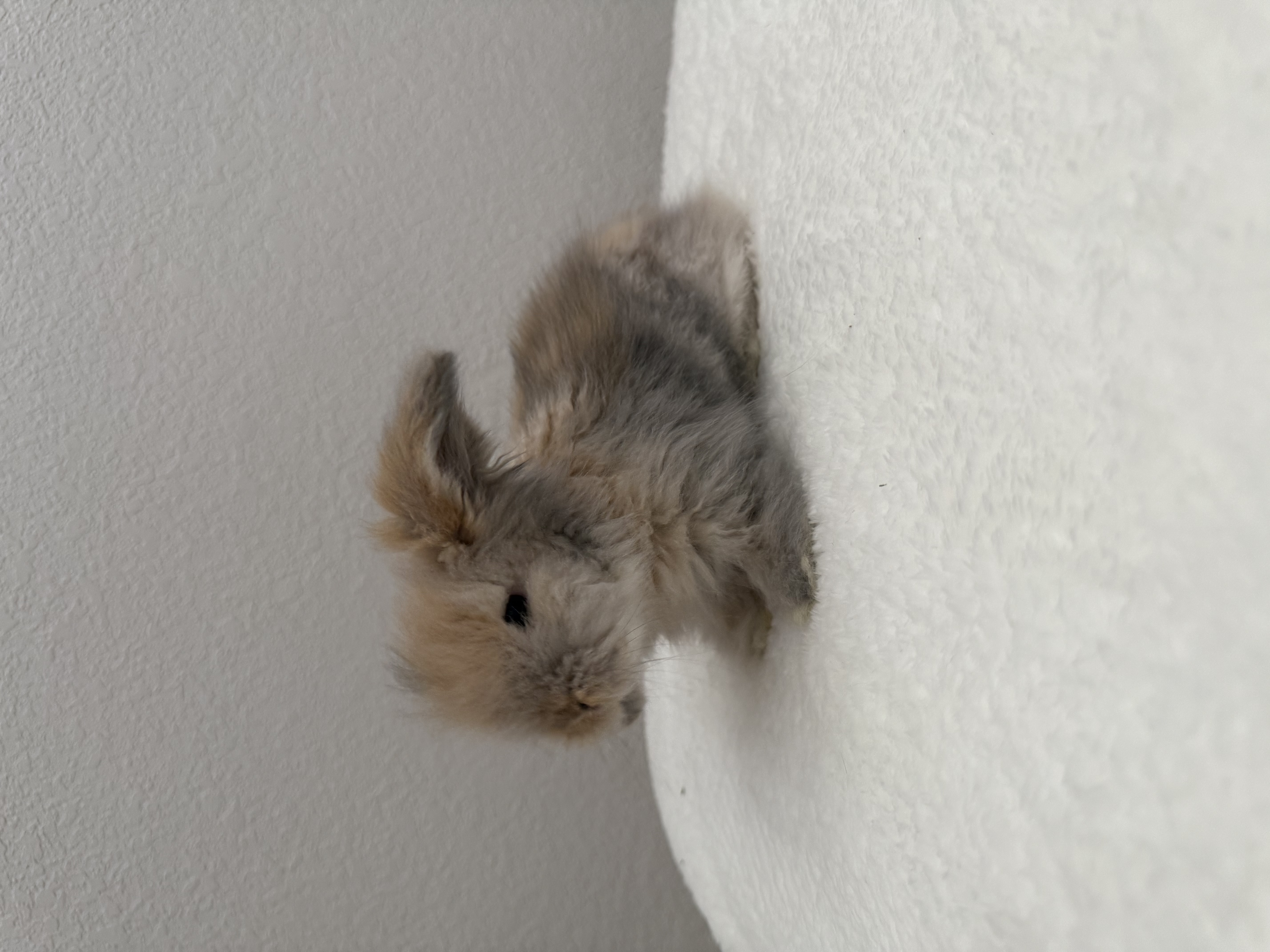 European Teddywidder