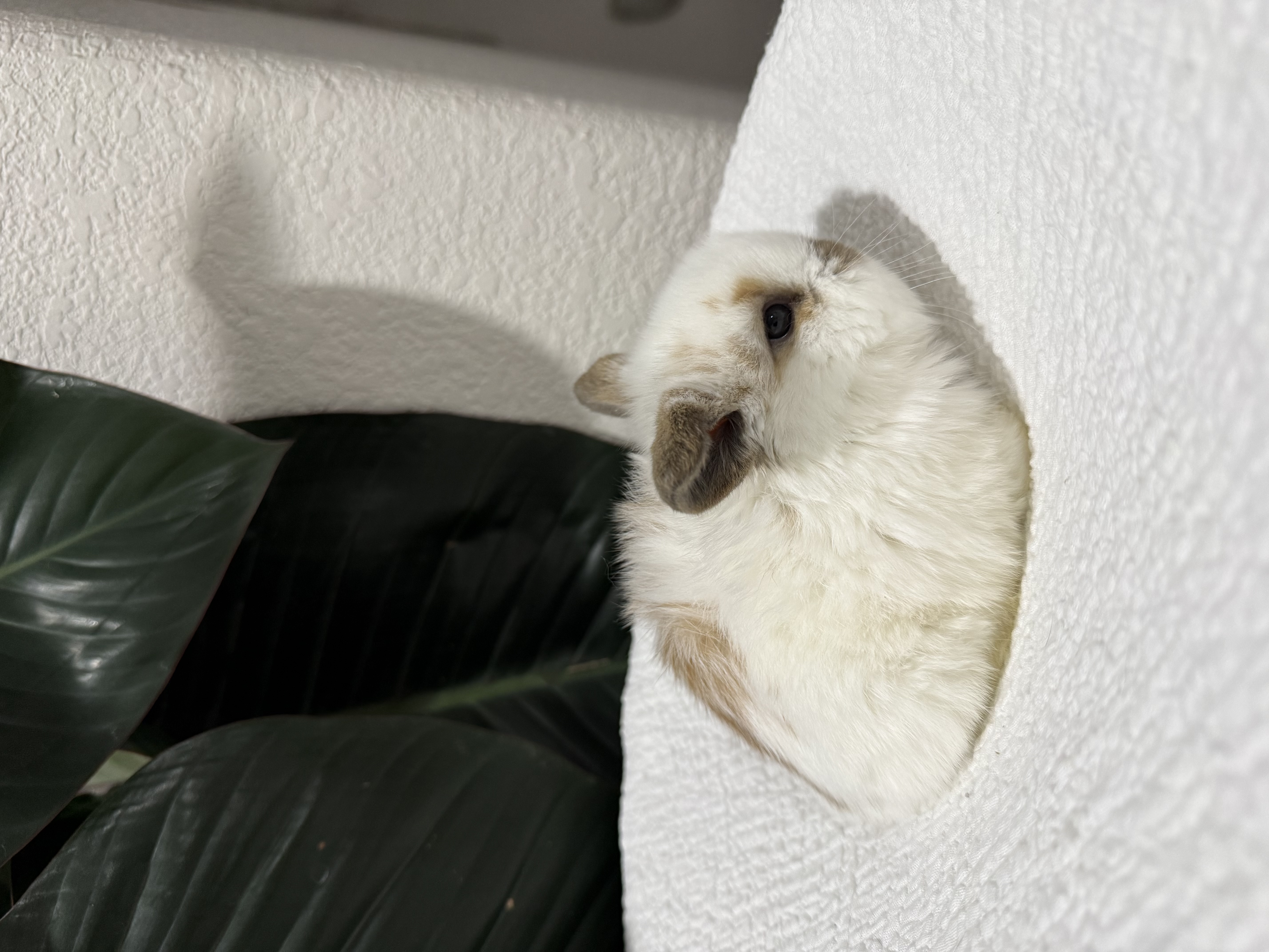 Charlie Tort Holland Lop