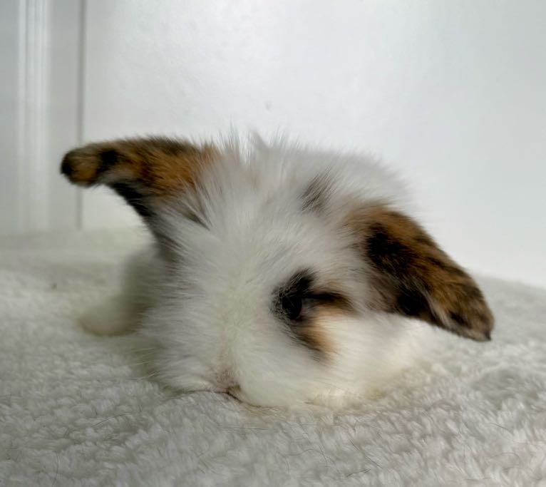 Tri Charlie - Fuzzy Holland