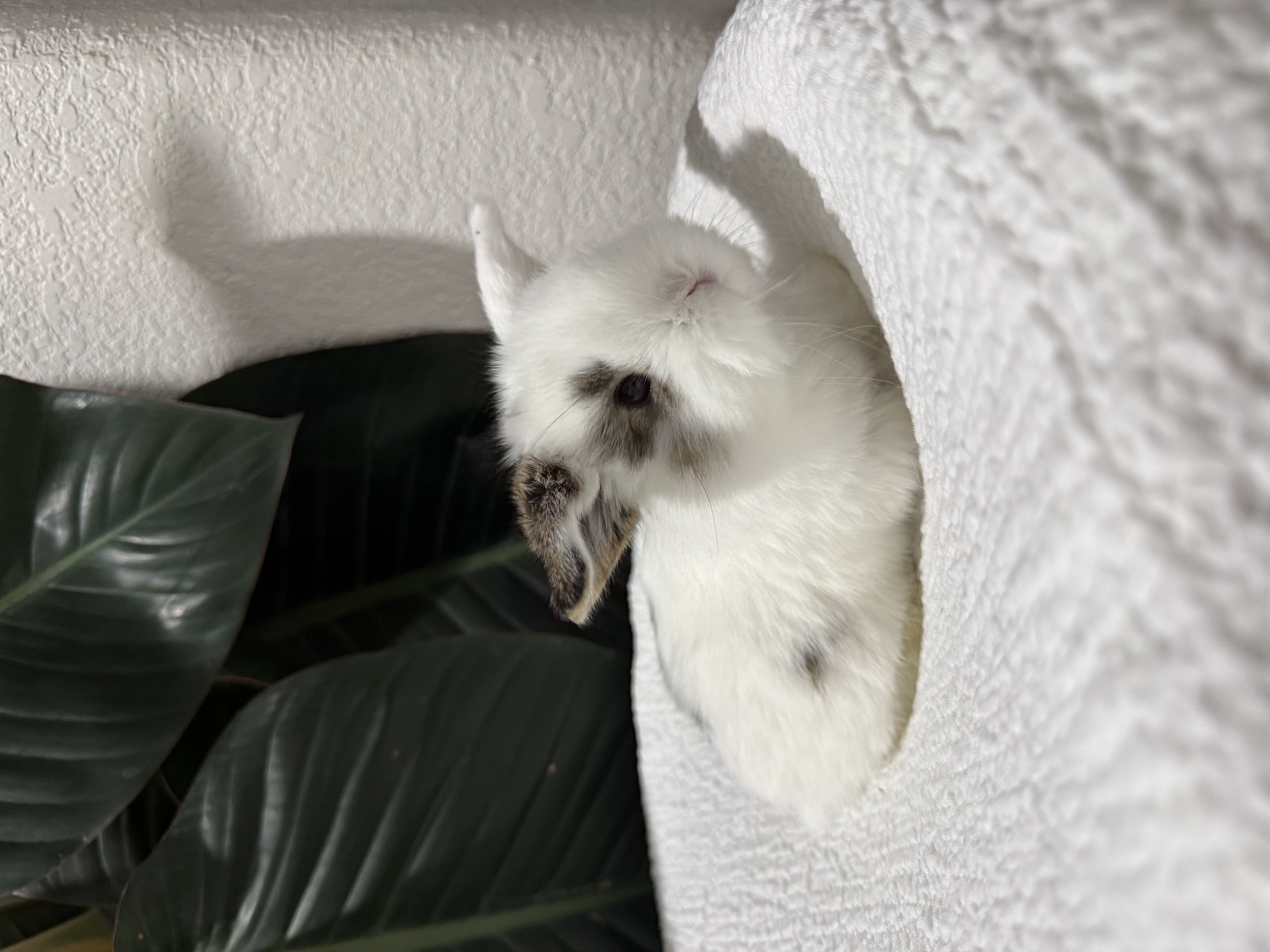 Charlie Chestnut Holland Lop