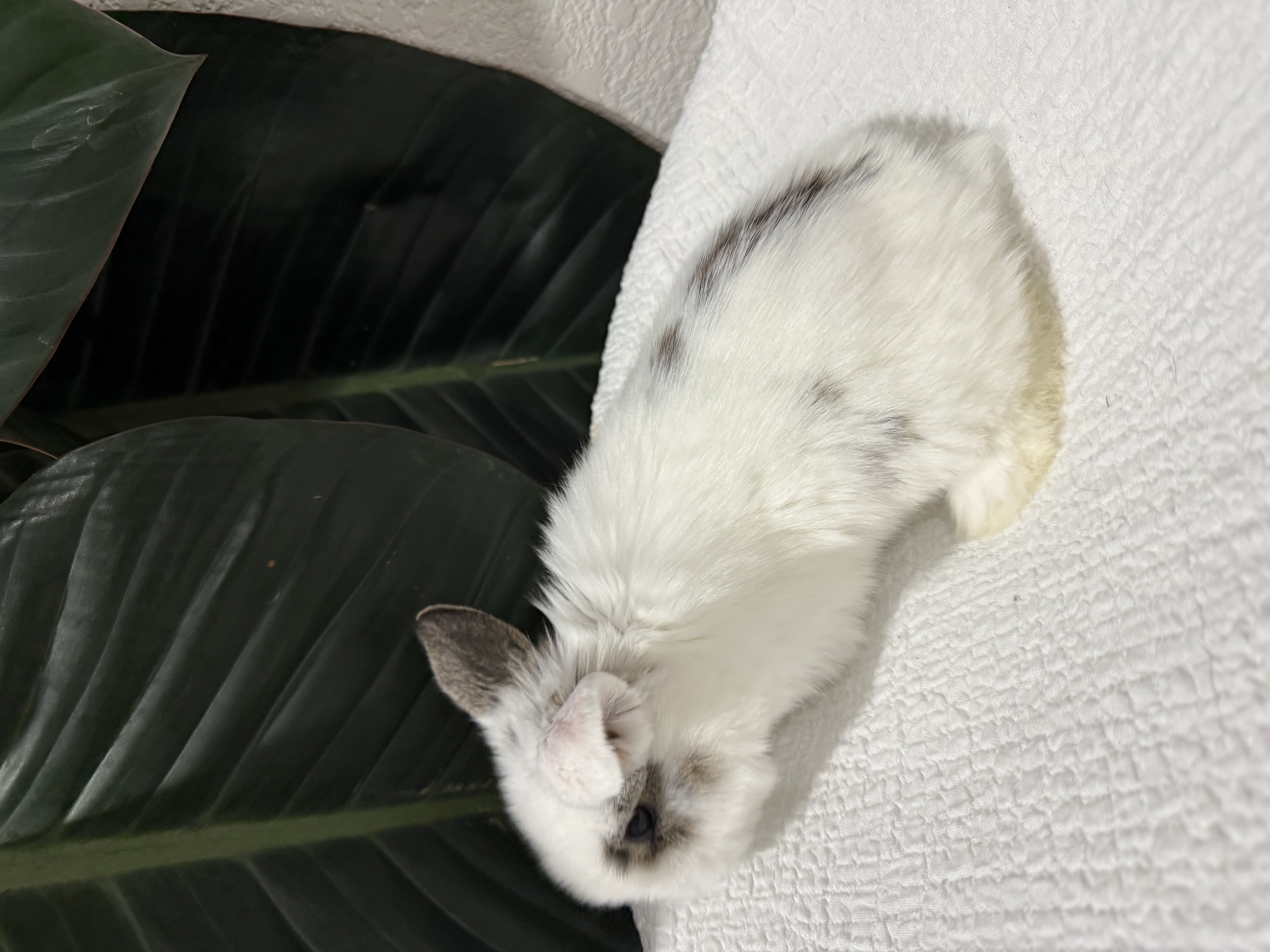 Charlie Chestnut Holland Lop