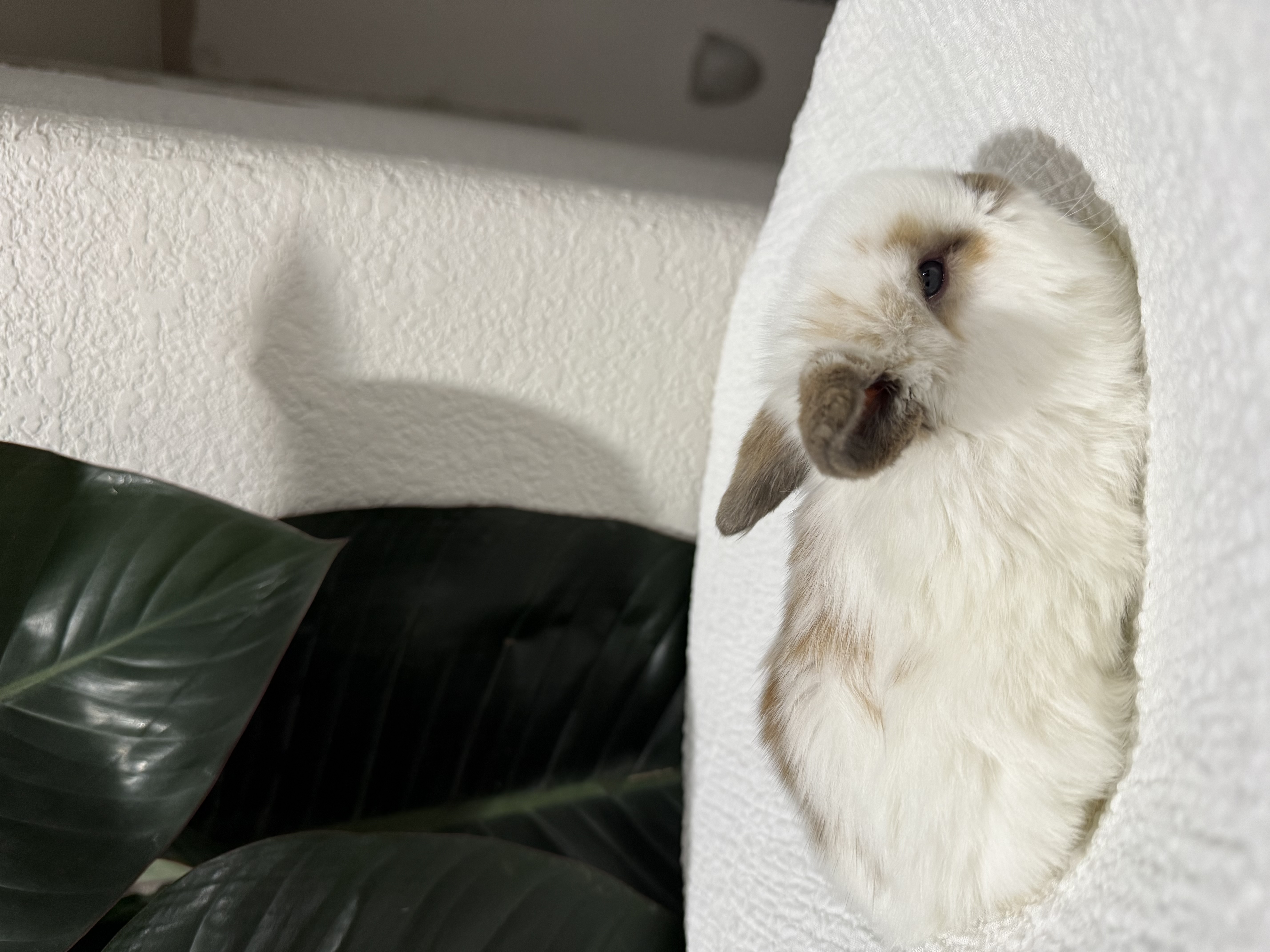 Charlie Tort Holland Lop