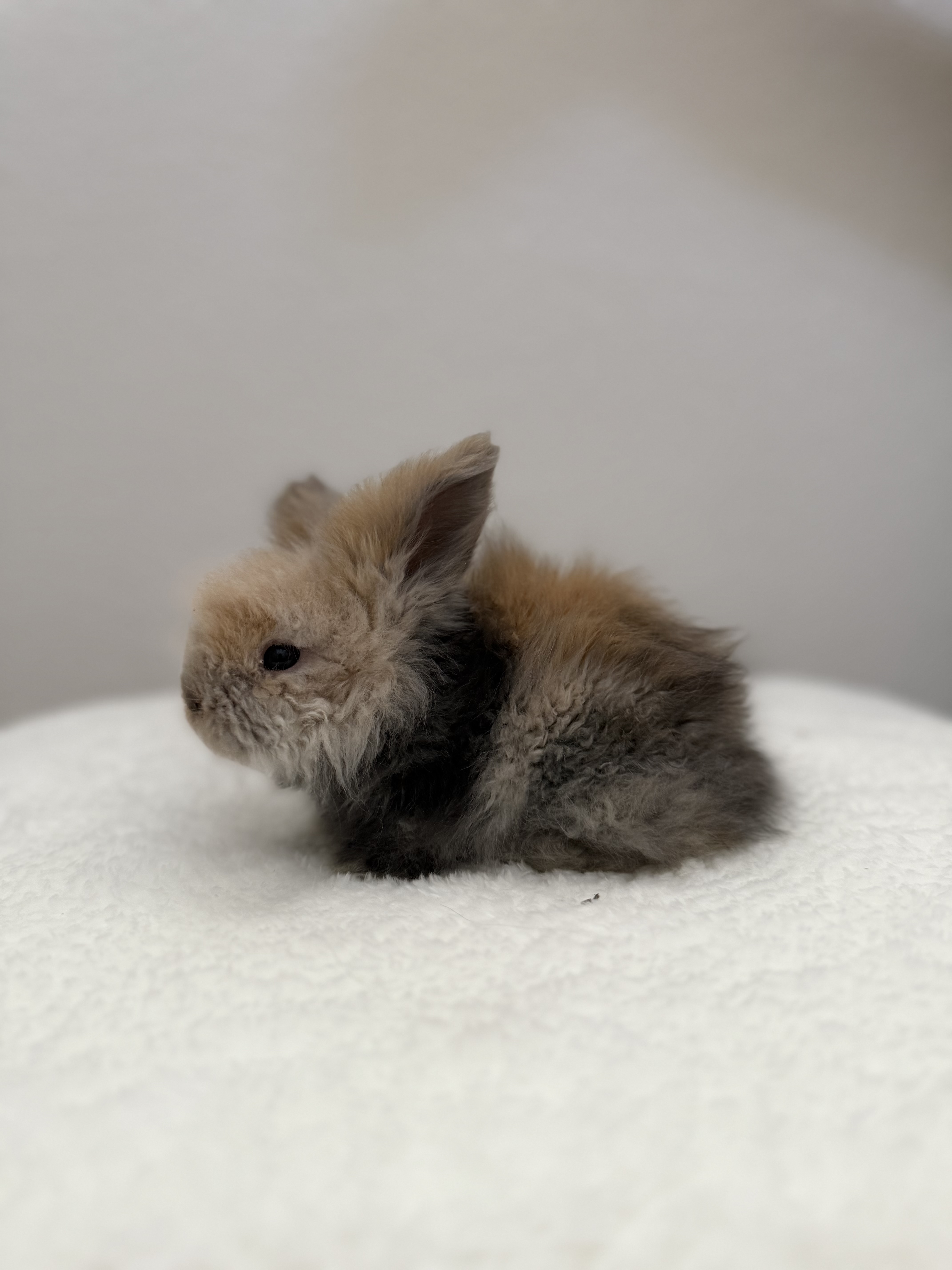 European Teddywidder