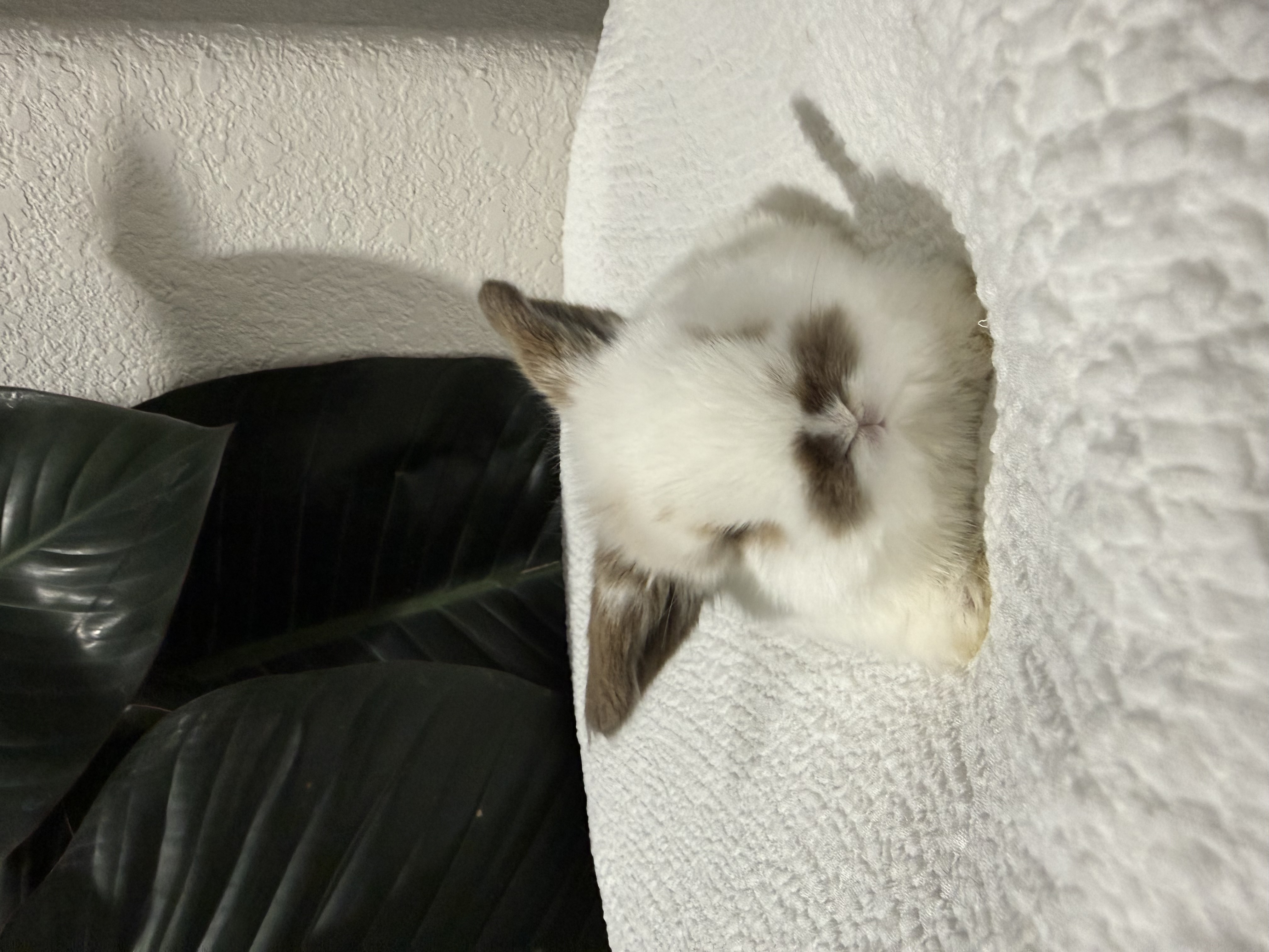 Charlie Tort Holland Lop