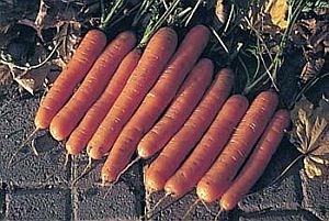 NANTES (Bolero) Carrots