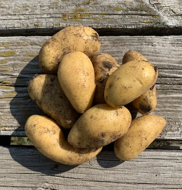 Bellanita Potatoes