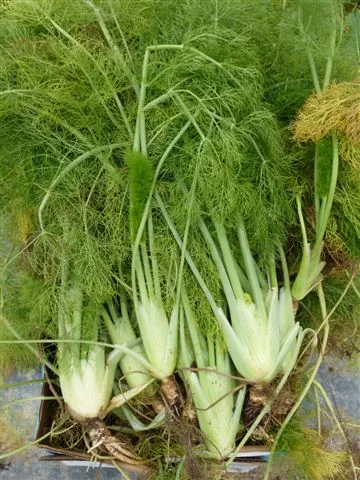 Fennel
