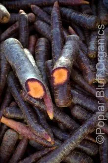 Purple Haze Carrots