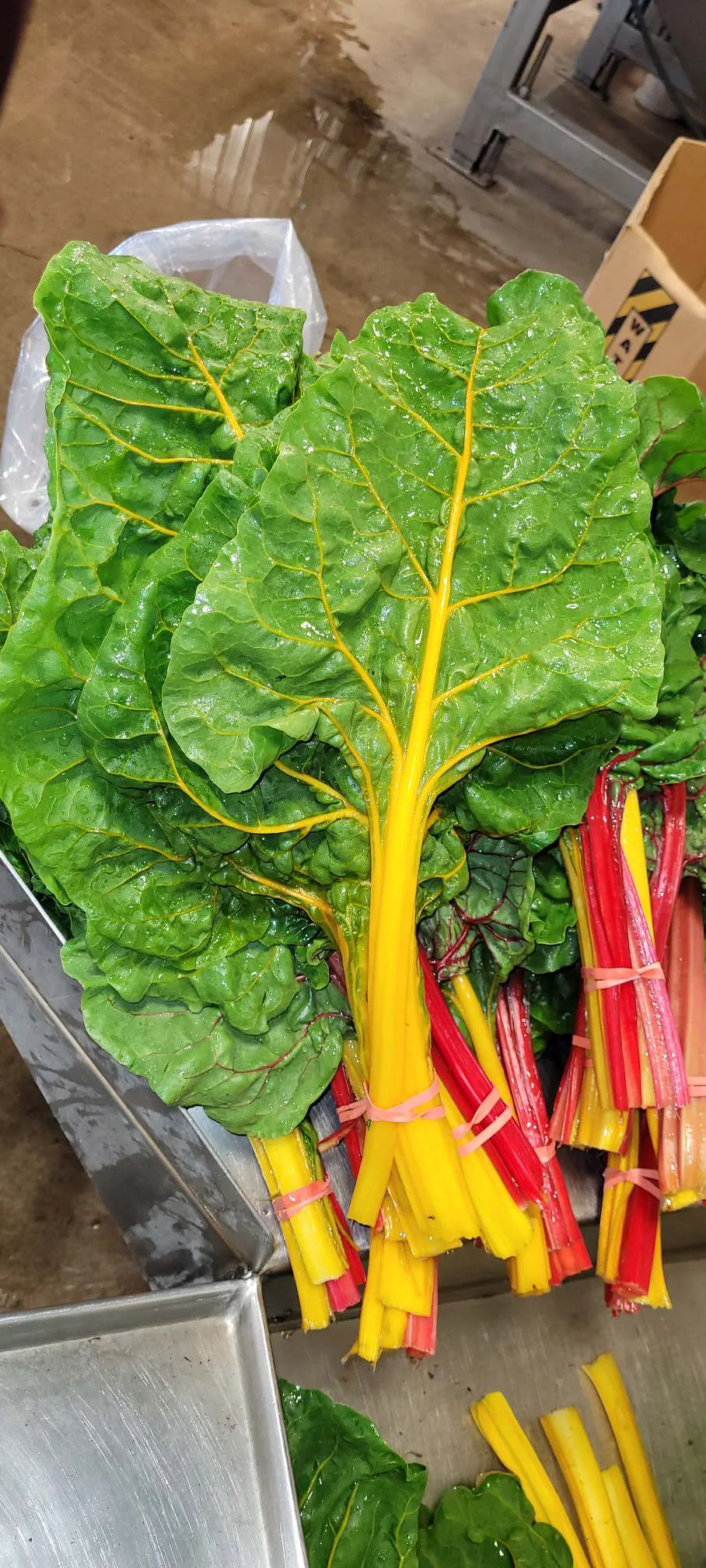 Rainbow Swiss Chard