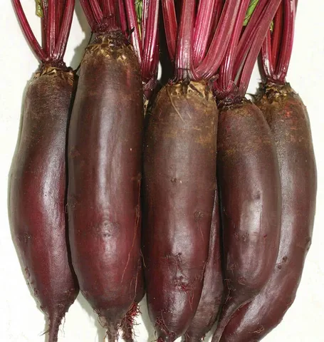 Taunus Beets