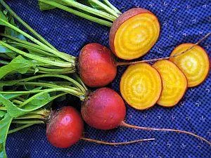 Touchstone Gold Beets