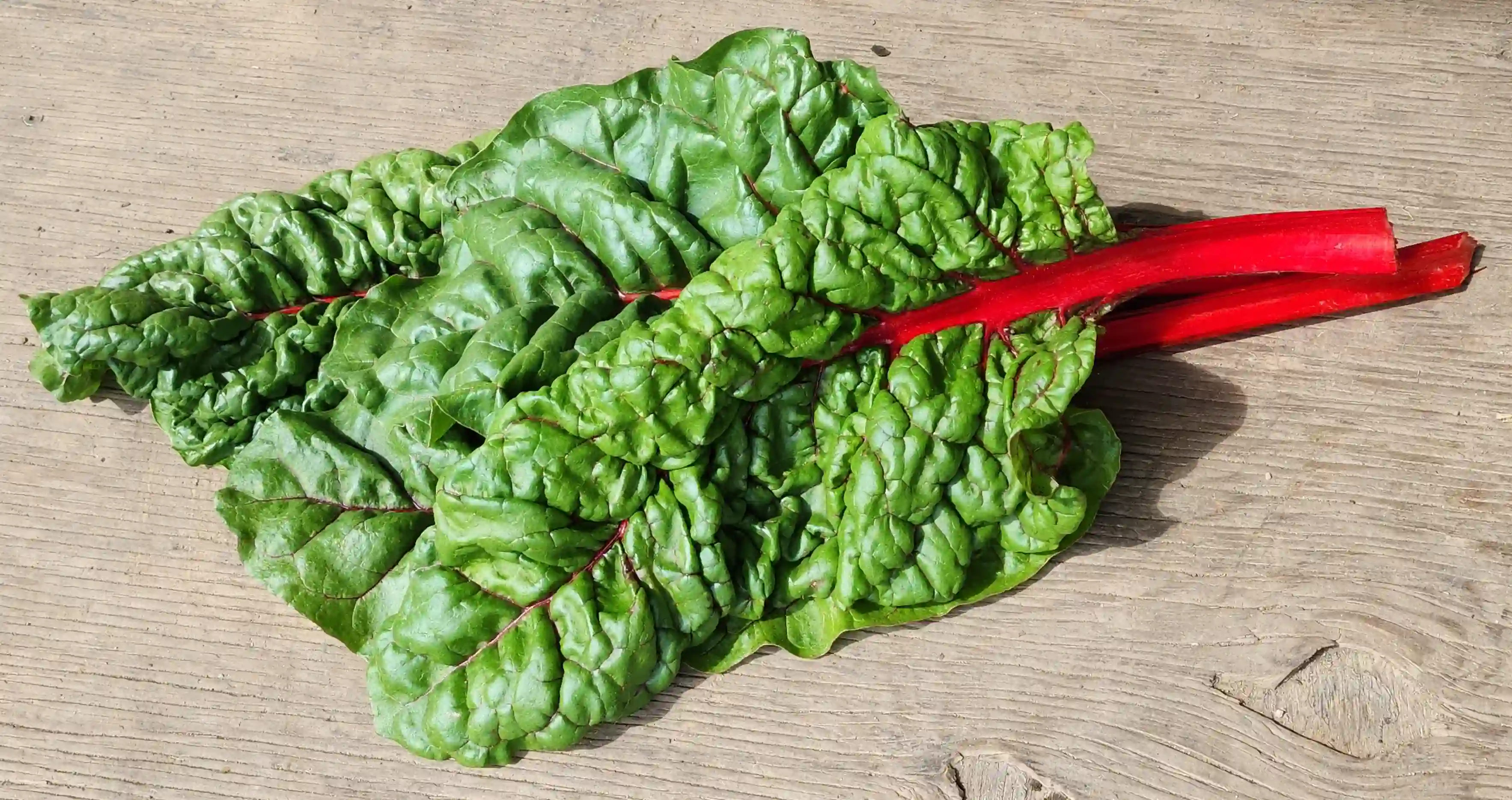 Red Swiss Chard